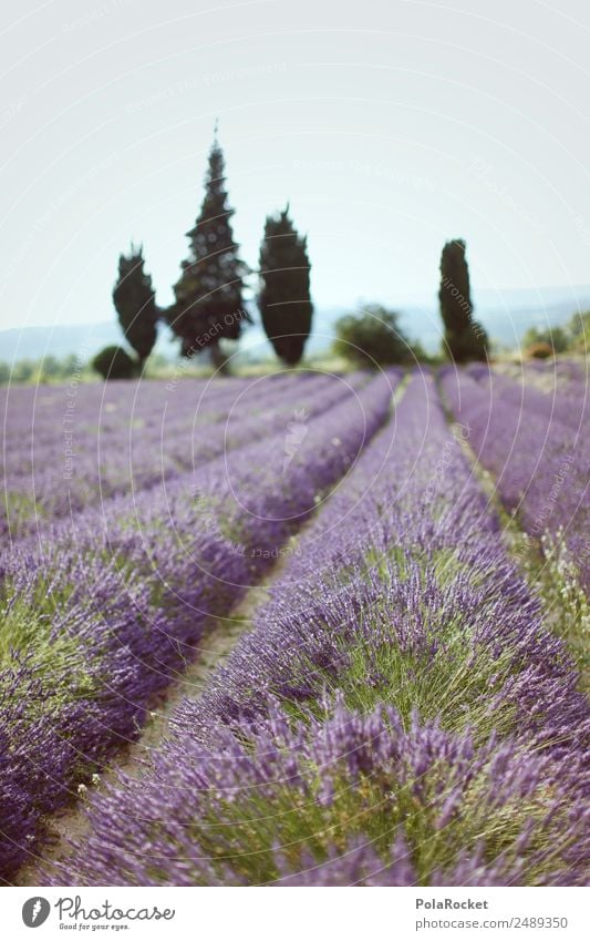 #A# Purple Field Environment Nature Landscape Plant Beautiful weather Esthetic Lavender Lavender field Lavande harvest Violet France Provence Row Idyll