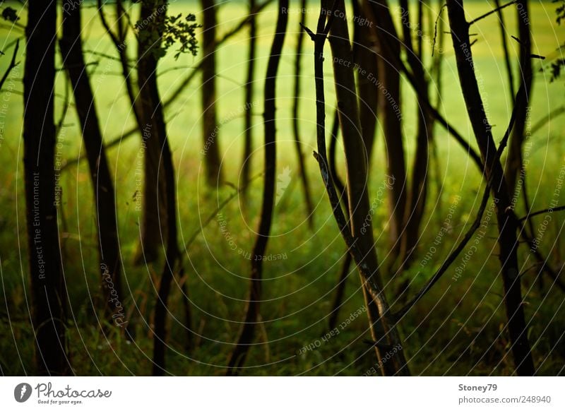 edge of the forest Nature Landscape Summer Beautiful weather Tree Grass Meadow Forest Edge of the forest Green Calm Chaos Mysterious Serene Colour photo