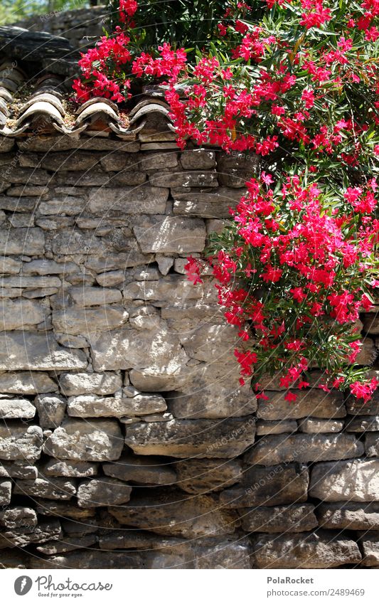 #A# Purple stuff Art Esthetic Flower Bougainvillea Garden Rock garden Rock garden plants Mediterranean Plant France Provence Red Violet Colour photo