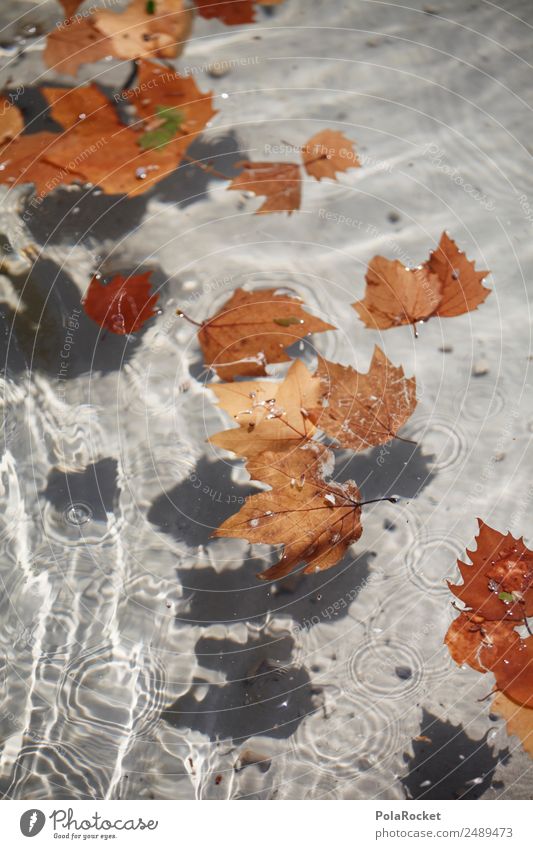 #A# Autumn water Environment Esthetic Water Surface of water Leaf To leaf (through a book) Brown Autumnal Autumn leaves Autumnal colours Early fall