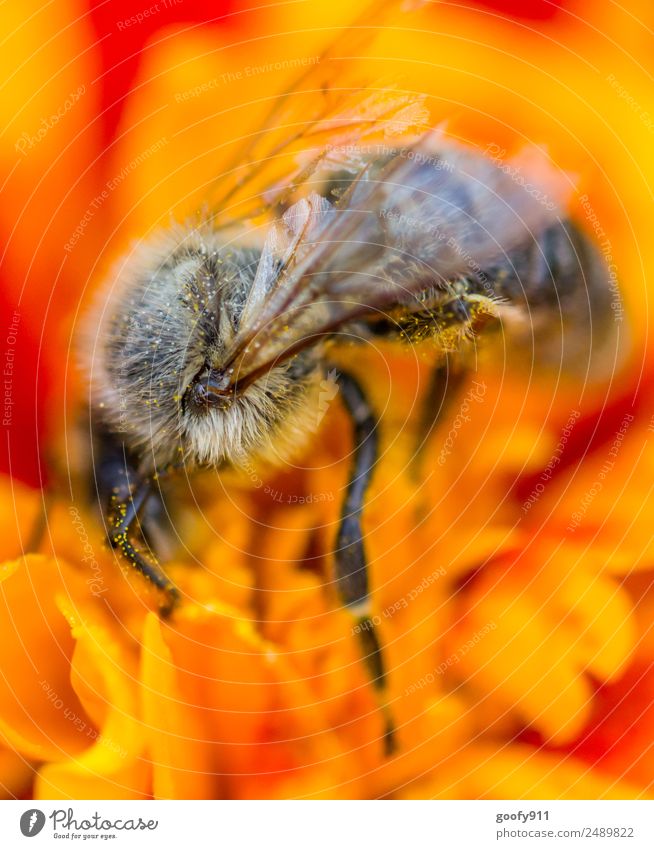 Put your head in the blossom Elegant Summer Sun Environment Nature Sunlight Spring Flower Blossom Garden Park Meadow Animal Farm animal Wild animal Bee Wing