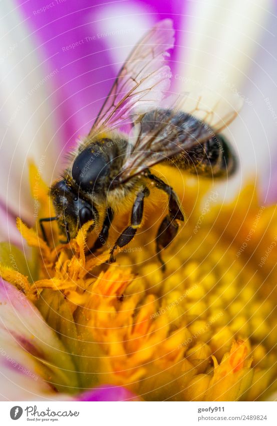 bee Bee Animal Blossom Flower Nature Park Meadow Garden Observe