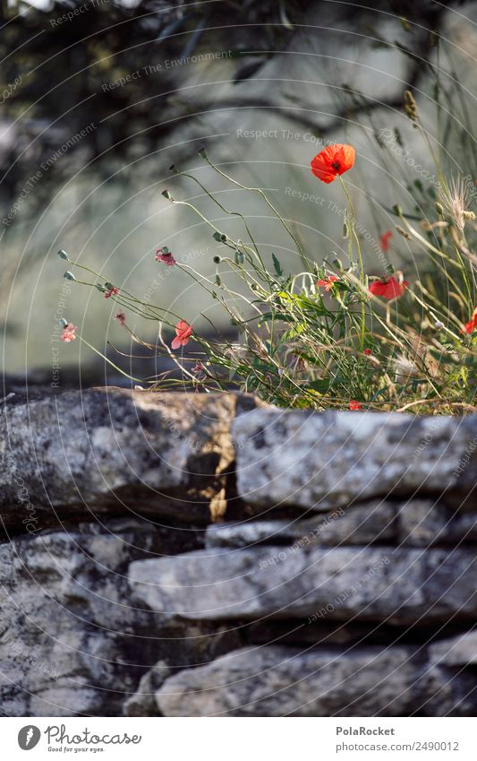 #A# Wallflower Environment Nature Landscape Plant Climate Beautiful weather Garden Park Meadow Forest Esthetic Wall (barrier) Poppy Poppy blossom Poppy leaf