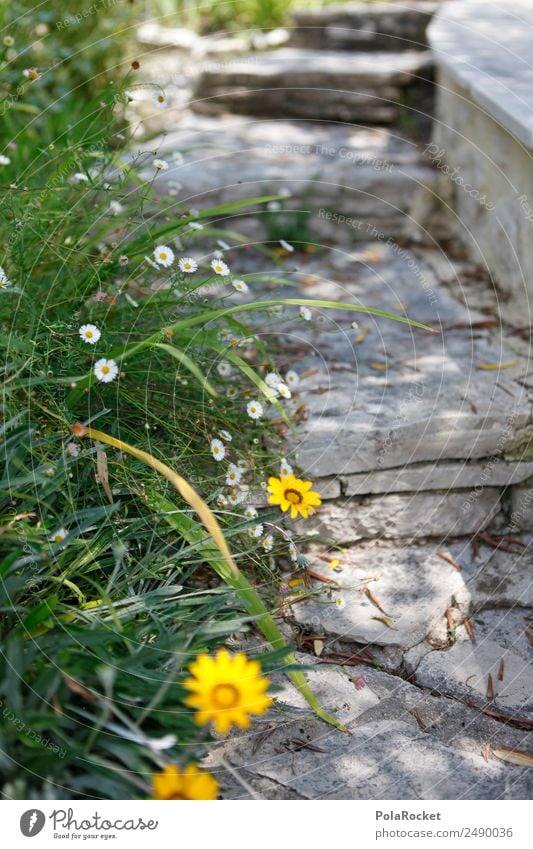 #A# Garden path Nature Esthetic Horticulture Garden plants Lanes & trails Flower Yellow Mediterranean Stairs Idyll Wayside Colour photo Subdued colour