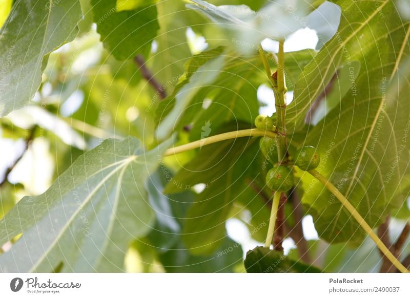 #A# Green sugar Environment Nature Landscape Plant Climate Beautiful weather Esthetic Exotic Fig leaf Fig tree Delicious Natural Organic produce Healthy