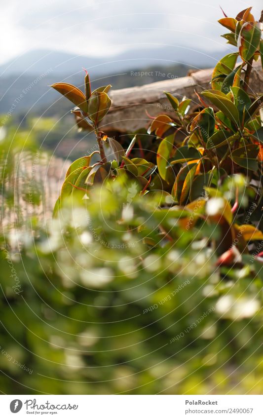 #A# Green stuff Art Esthetic Roof Virgin forest Vacation photo Plant Exotic Colour photo Multicoloured Exterior shot Detail Experimental Abstract Deserted