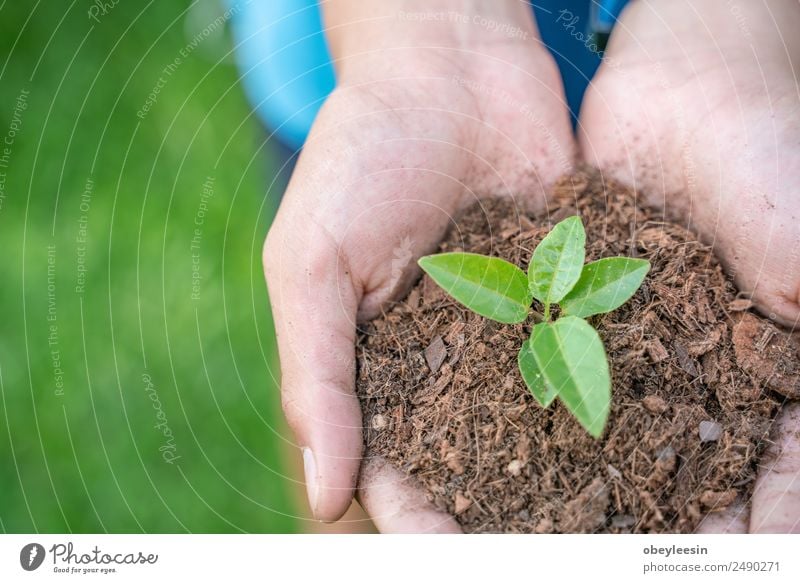 Waiting for the growth of coffee trees. Fruit Beverage Coffee Industry Hand Nature Plant Tree Leaf Growth Fresh Hot Green Red Organic Lao Java Harvest