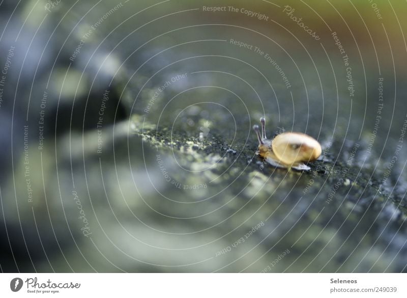 little dwarf Gardening Environment Nature Park Meadow Animal Wild animal Snail 1 Stone Small Wet Natural Slimy Colour photo Exterior shot Deserted