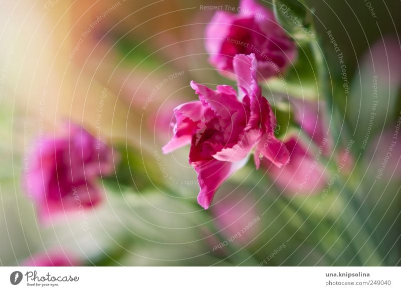 flowers for everyone! Plant Flower Blossom Dianthus Blossoming Fragrance Fresh Natural Pink Colour photo Close-up Detail Macro (Extreme close-up) Deserted