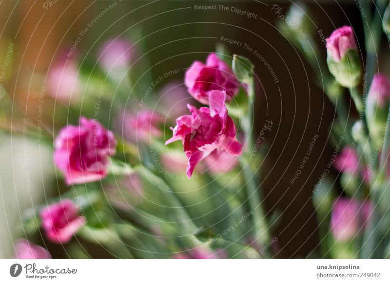 flower replenishment Nature Plant Blossom Dianthus Blossoming Fragrance Fresh Natural Pink Colour photo Close-up Macro (Extreme close-up) Deserted