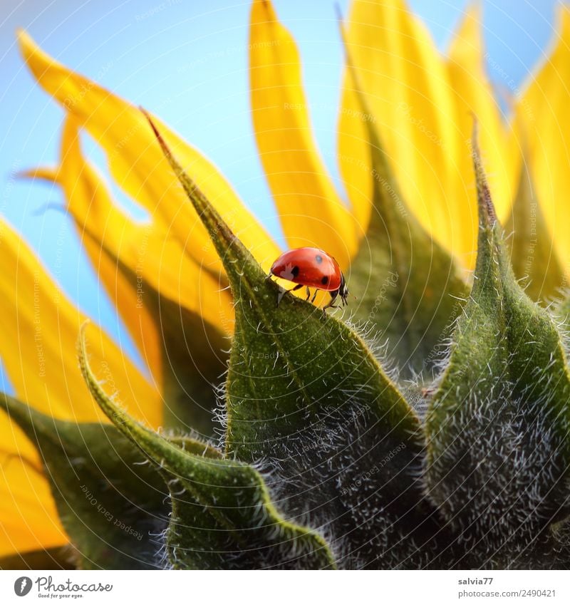 walk on the sunflower Nature Plant Animal Sky Sun Summer Flower Blossom Agricultural crop Sunflower Garden Beetle Ladybird Seven-spot ladybird Insect Crawl