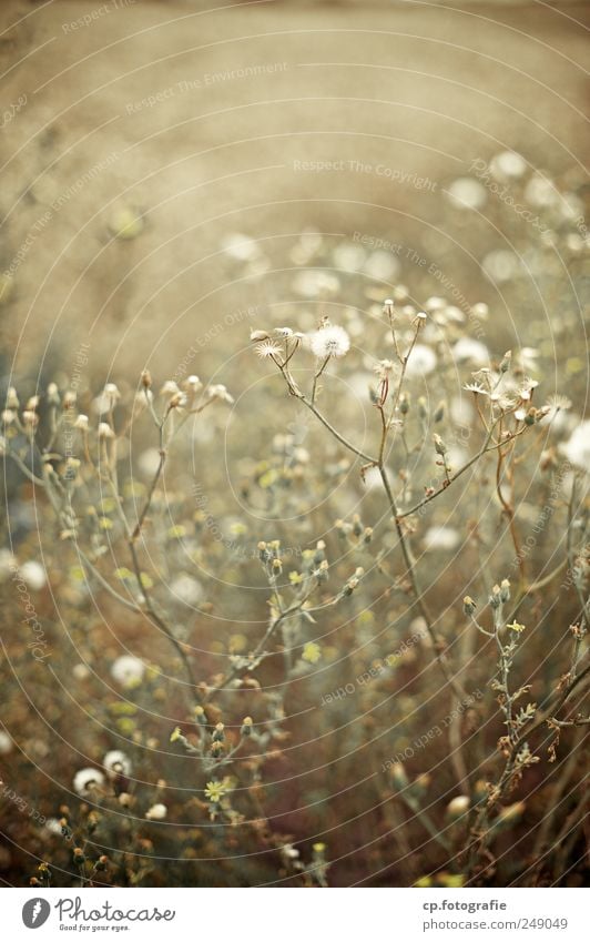 last gear Plant Autumn Beautiful weather Bushes Blossom Agricultural crop Wild plant Natural Meadow Garden Day Evening Shallow depth of field