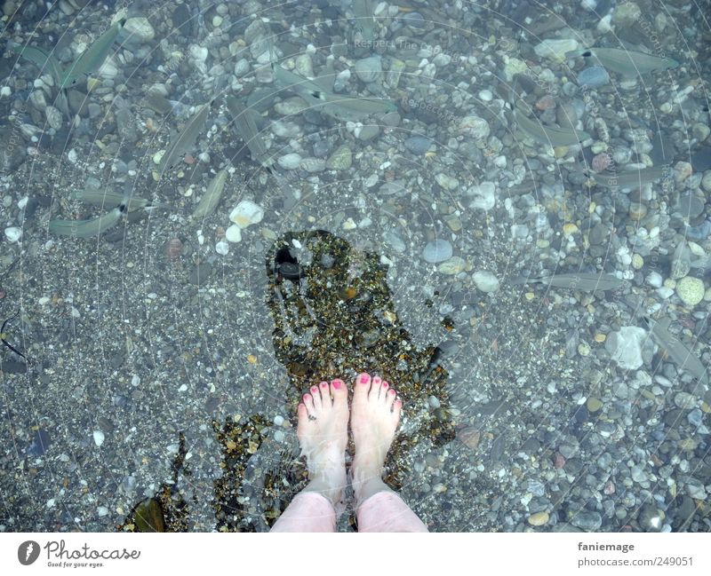 Les orteils roses Water Ocean Fish Nail polish Pink Blue Legs Animal foot toes Fishing (Angle) Shadow Brave Brash Cold Summer collioure France Vacation & Travel