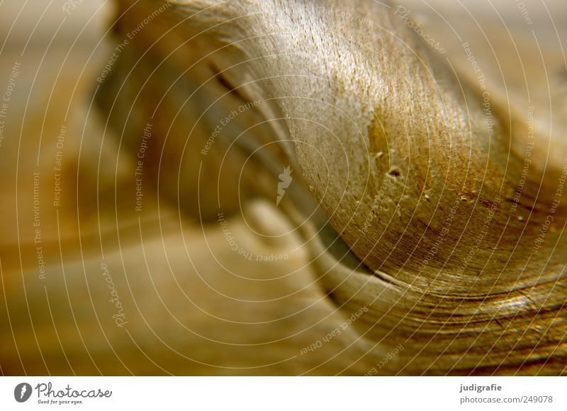 wood Environment Nature Plant Tree Coast Wood Glittering Natural Structures and shapes Branch Distorted Colour photo Exterior shot Detail Abstract Light Blur