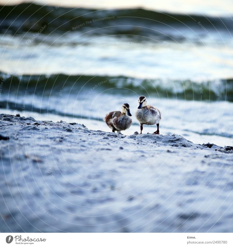 Grow up in a hard place. Sand Water Waves Coast Beach Animal Wild animal Animal face Duck 2 Pair of animals Observe Going Looking Stand Wait Dark Natural