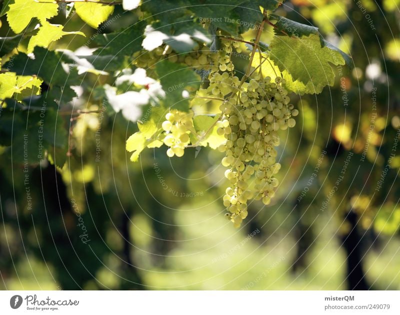 Riesling. Environment Nature Landscape Plant Esthetic Vine Vineyard Bunch of grapes Grape harvest Wine growing Tasty Gastronomy Quality Area Italy Hang Mature