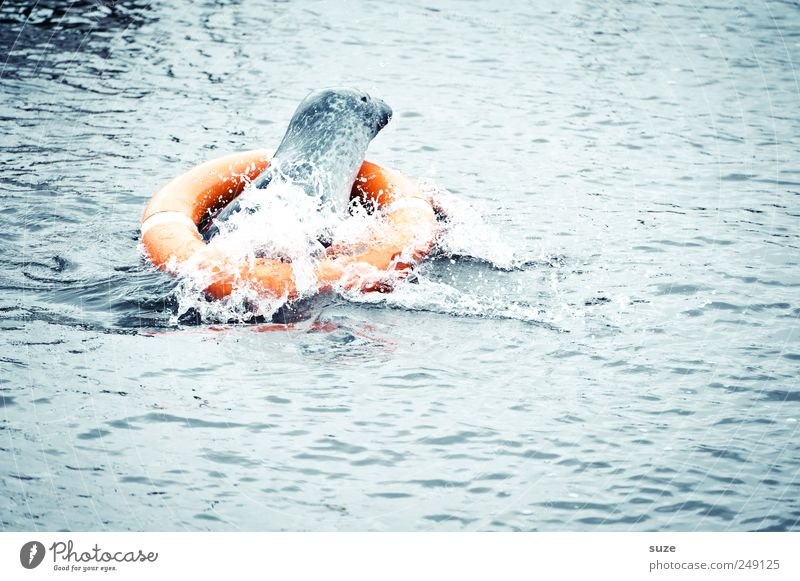 lifeguards Animal Water Waves Ocean Wild animal 1 Swimming & Bathing Funny Blue Rescue Harbour seal Seals Effervescent Life belt Maritime disaster