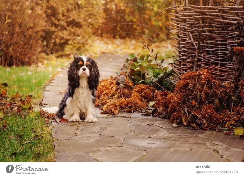 spaniel dog walking in november garden Leisure and hobbies Garden Nature Landscape Clouds Autumn Bushes Leaf Pet Dog Stone Wet Brown Colour November October