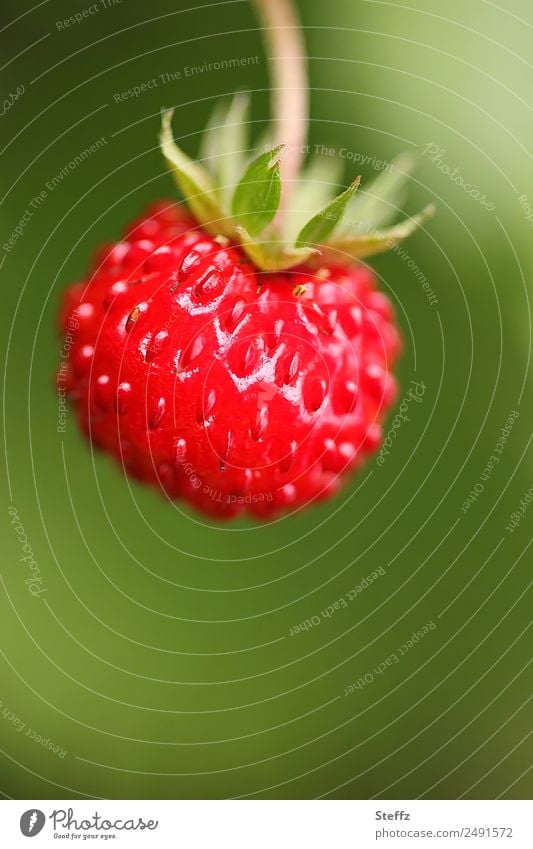 a wild strawberry Fruit Wild strawberry Snackfruit Forest fruit Fragaria collected nuts Fragaria vesca Bushes Wild plant spot of colour Strawberry