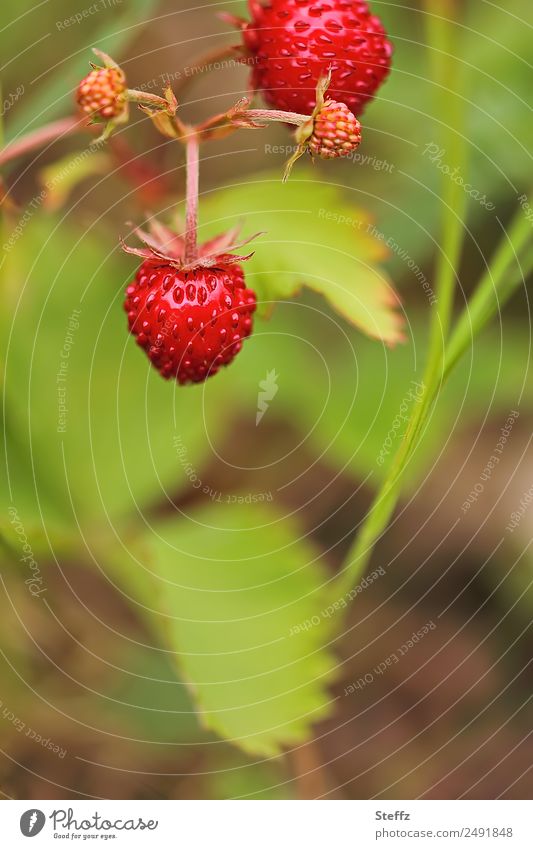 wild strawberries Wild strawberries Forest Strawberries forest fruits Fragaria vesca collected nuts Organic Strawberry ripe fruits organic Forest plants