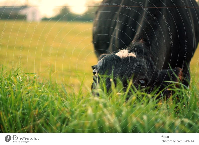 shy Landscape Beautiful weather Field Farm animal Cow 1 Animal Curiosity Timidity Colour photo Exterior shot Copy Space left Copy Space top Day