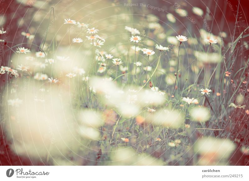 Meadow the 1000th Environment Nature Brown Yellow Green Flower meadow Meadow flower Grass Blur Shallow depth of field Natural Ecological Biological Habitat