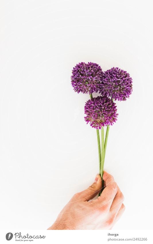 Allium isolated on white background Herbs and spices Beautiful Garden Decoration Feasts & Celebrations Valentine's Day Mother's Day Human being Hand Fingers