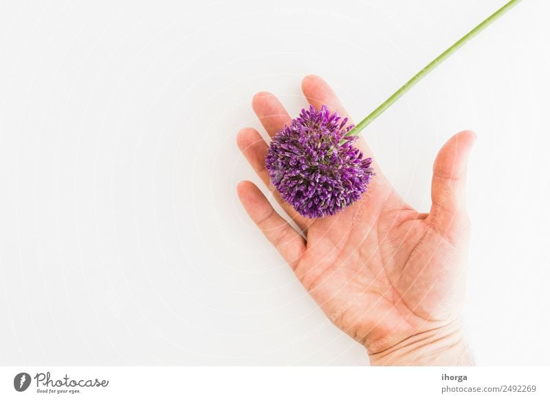 Allium isolated on white background Vegetable Herbs and spices Elegant Beautiful Garden Feasts & Celebrations Valentine's Day Mother's Day Human being Hand