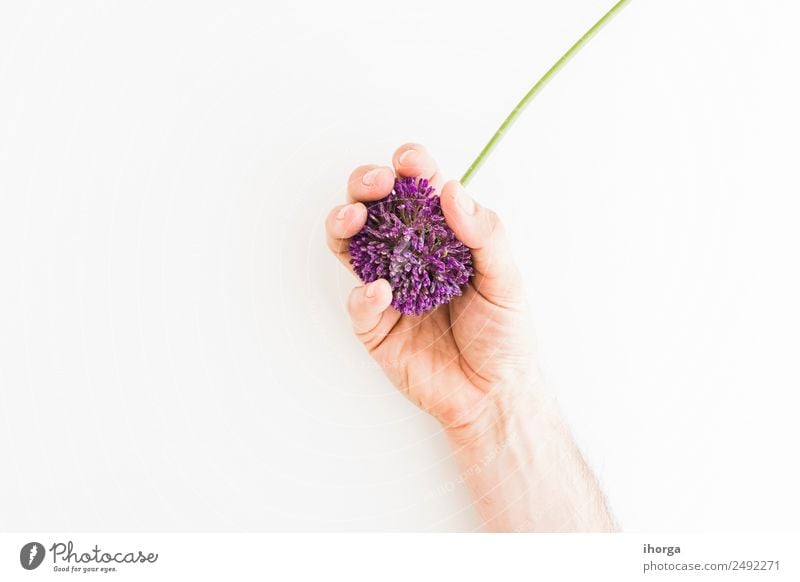 Allium isolated on white background Vegetable Herbs and spices Beautiful Summer Garden Feasts & Celebrations Valentine's Day Mother's Day Human being Hand