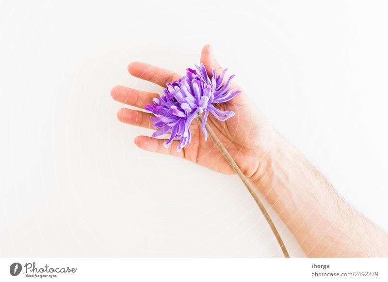 Human hand catching a Dandelion Herbs and spices Beautiful Summer Garden Feasts & Celebrations Valentine's Day Mother's Day Human being Hand Fingers Nature