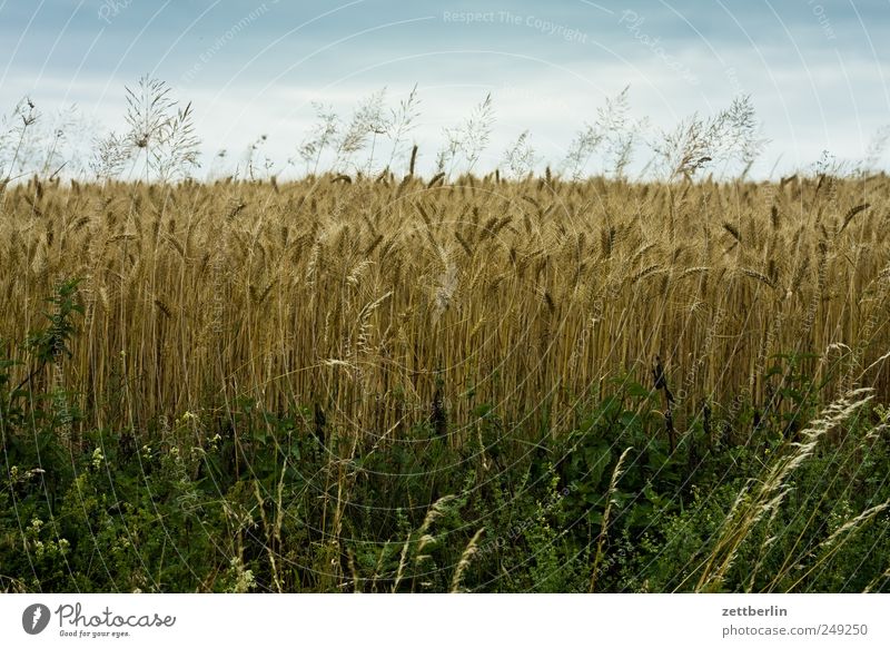 cornfield Field Agriculture Farm Village Half-timbered facade Grain Blade of grass Hesse Wheat Barley Rye Cornfield Mature Harvest Thanksgiving Farmer Farmhouse