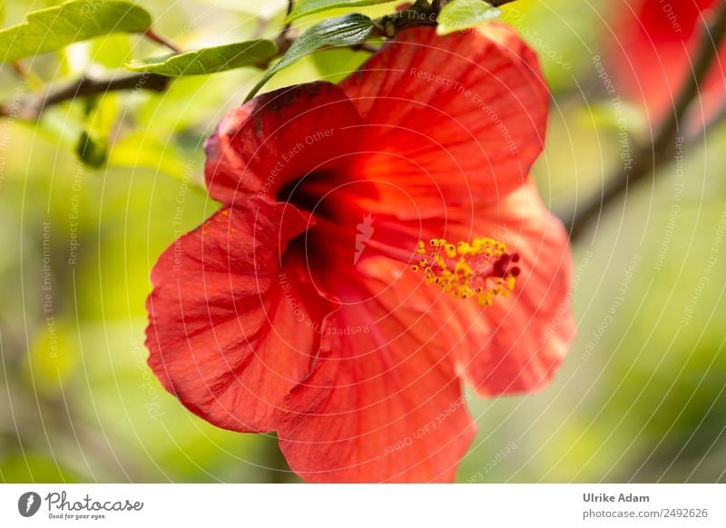 Flower of the red hibiscus Elegant Beautiful Alternative medicine Harmonious Meditation Spa Nature Plant Summer Tree Leaf Blossom Hibiscus Hibicus blossom