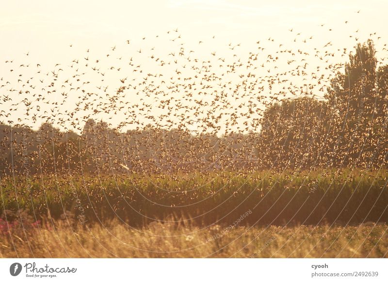 The dance of the starlings Nature Landscape Far-off places Free Speed Arrangement Protection Change Target Illuminate Attachment Flock of birds Together Many