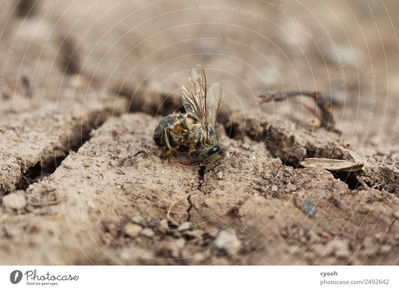 Future? Earth Dead animal Bee Concern Grief Death Appetite Thirst Guilty Shame Fear Dangerous Threat Risk Anger Time Destruction bee deaths Fear of the future