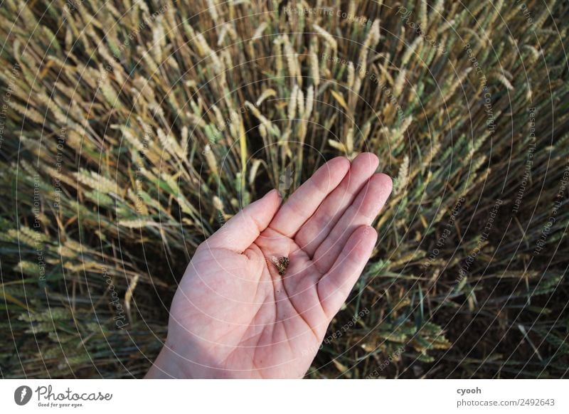 Our future in our hands 2 Hand Field Bee Illness Anger Sadness Concern Appetite Pain Guilty Shame Fear Dangerous Threat Sustainability Feeble Death