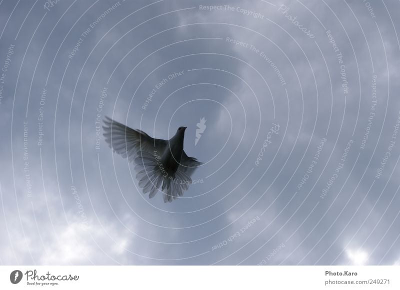 dove Sky Clouds Animal Wild animal Pigeon Wing 1 Flying Elegant Soft White Exterior shot Evening