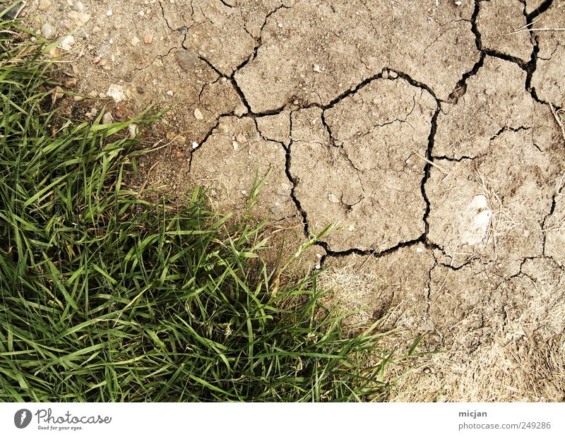 Autumn Again Nature Earth Grass Meadow Field Dry Brown Green Border Crack & Rip & Tear Desert Steppe Converse Colour photo Subdued colour Exterior shot Detail