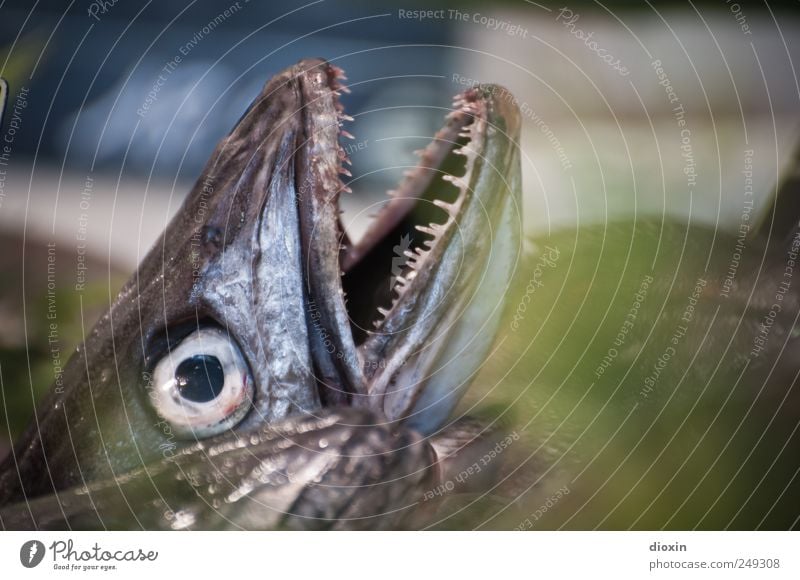 fishhead Food Fish Nutrition Fishery Fish market Animal Fish eyes Fish mouth Set of teeth Delicious Natural Protein Fresh Colour photo Close-up Detail Deserted