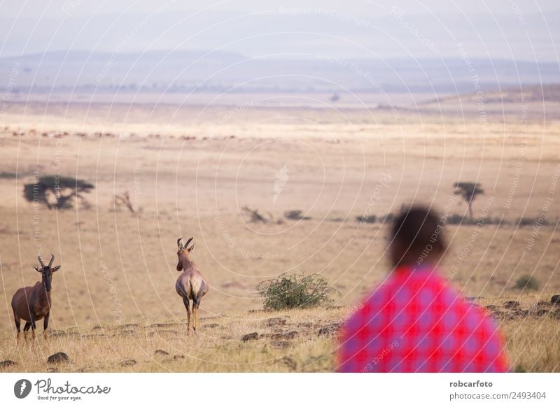 Maasai walking in the savannah at sunset Lifestyle Beautiful Vacation & Travel Summer Sun Human being Woman Adults Man Nature Landscape Tree Grass Village