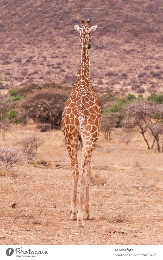 giraffe in samburu national park kenya Vacation & Travel Safari Nature Animal Park Tall Long Wild Brown White Colour Giraffe Samburu reticulated Africa Kenya