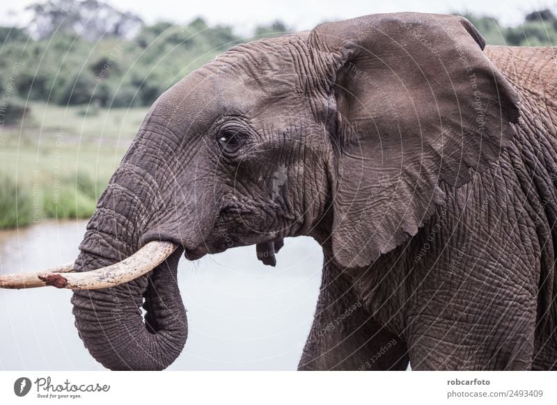 elephant in Aberdare National Park, Kenya Woman Adults Family & Relations Mouth Nature Animal Love Wet Natural Cute Strong Wild White Power national Elephant