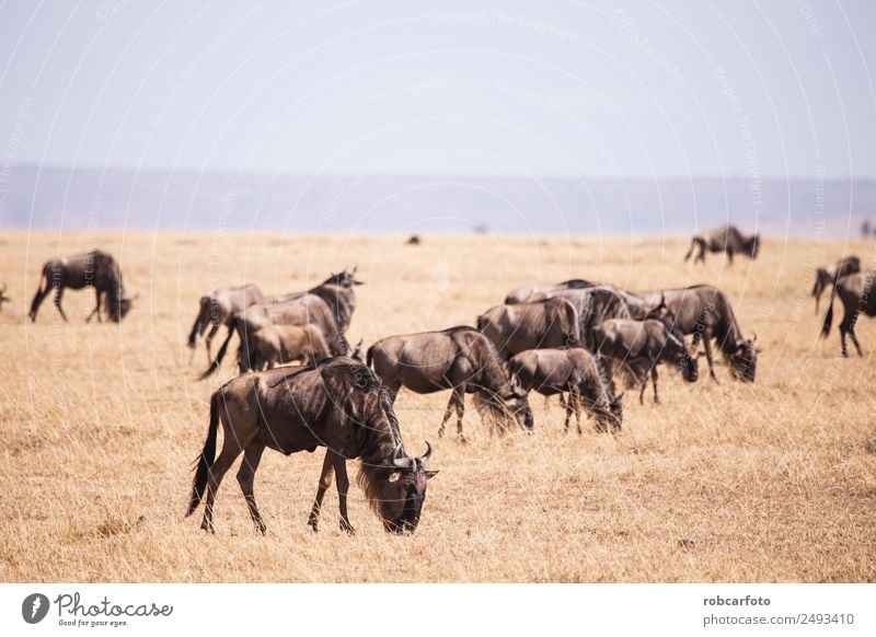 wildebeest in Masai Mara National Park in Kenya Africa Beautiful Vacation & Travel Safari Environment Nature Landscape Animal River Herd Natural Wild Blue Green