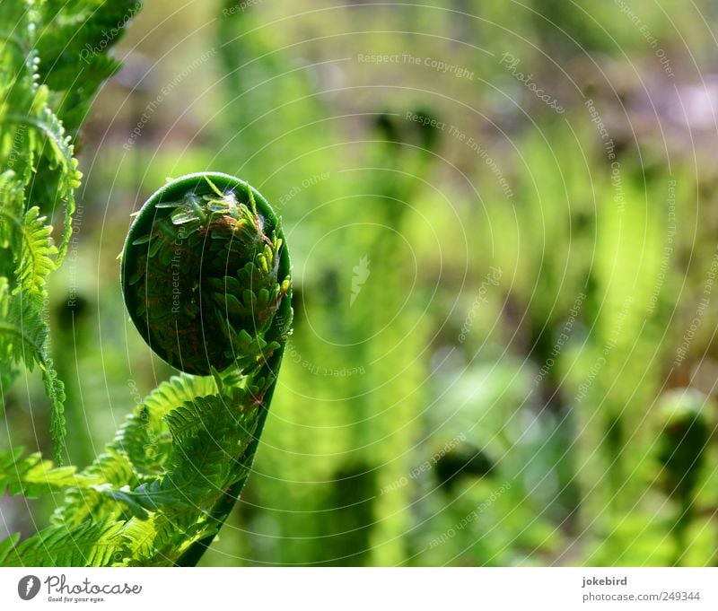 rolled pickled herring Environment Nature Plant Spring Fern Foliage plant Wild plant Park Meadow Field Round Green Spring fever Anticipation Beginning Growth