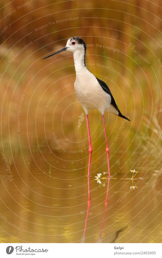 bird Beautiful Ocean Environment Nature Animal Spring Grass Coast Pond Lake River Bird Wing Long Wet Cute Wild Red Black White black-winged himantopus Stilt