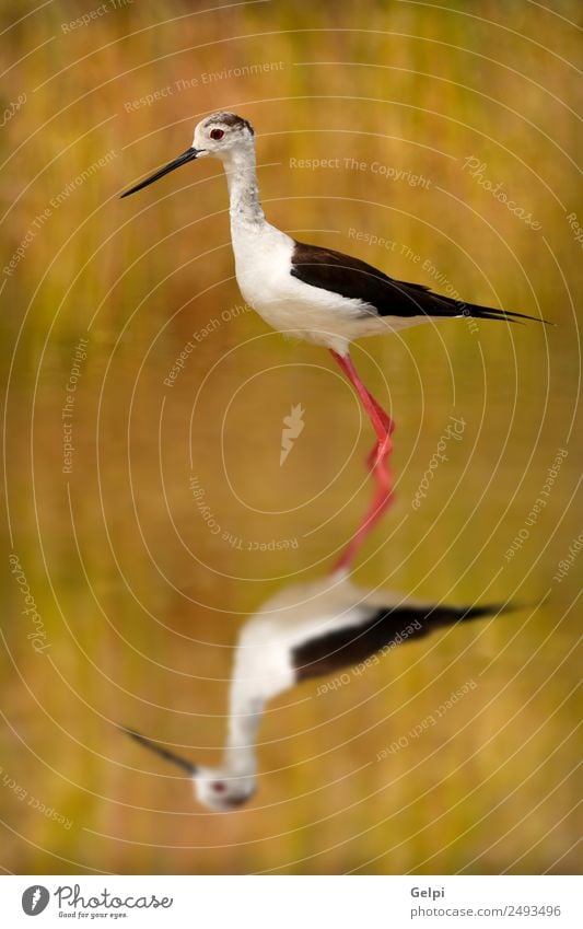 bird Beautiful Ocean Environment Nature Animal Spring Grass Coast Pond Lake River Bird Wing Long Wet Cute Wild Red Black White black-winged himantopus Stilt