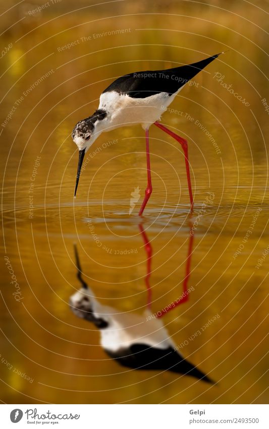 bird Eating Beautiful Ocean Mirror Environment Nature Animal Spring Pond Lake River Bird Wing Long Wet Cute Wild Red Black White black-winged himantopus Stilt