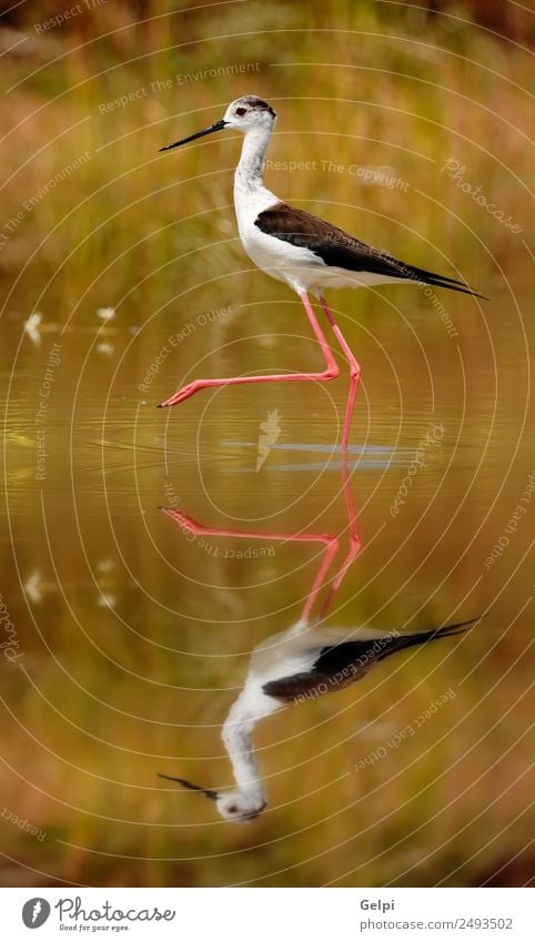 bird Beautiful Environment Nature Animal Spring Grass Coast Pond Lake River Bird Wing Long Wet Cute Wild Red Black White black-winged himantopus Stilt water