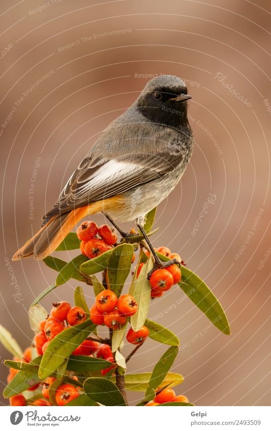 bird Beautiful Life Man Adults Environment Nature Animal Autumn Bird Dark Small Natural Wild Brown Black White wildlife Redstart red tail Berries red fruit