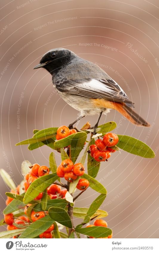 bird Beautiful Life Man Adults Environment Nature Animal Autumn Bird Dark Small Natural Wild Brown Black White wildlife Redstart red tail Berries red fruit