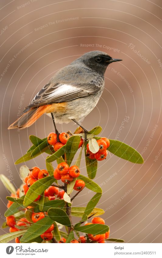 bird Beautiful Life Man Adults Environment Nature Animal Autumn Bird Dark Small Natural Wild Brown Black White wildlife Redstart red tail Berries red fruit